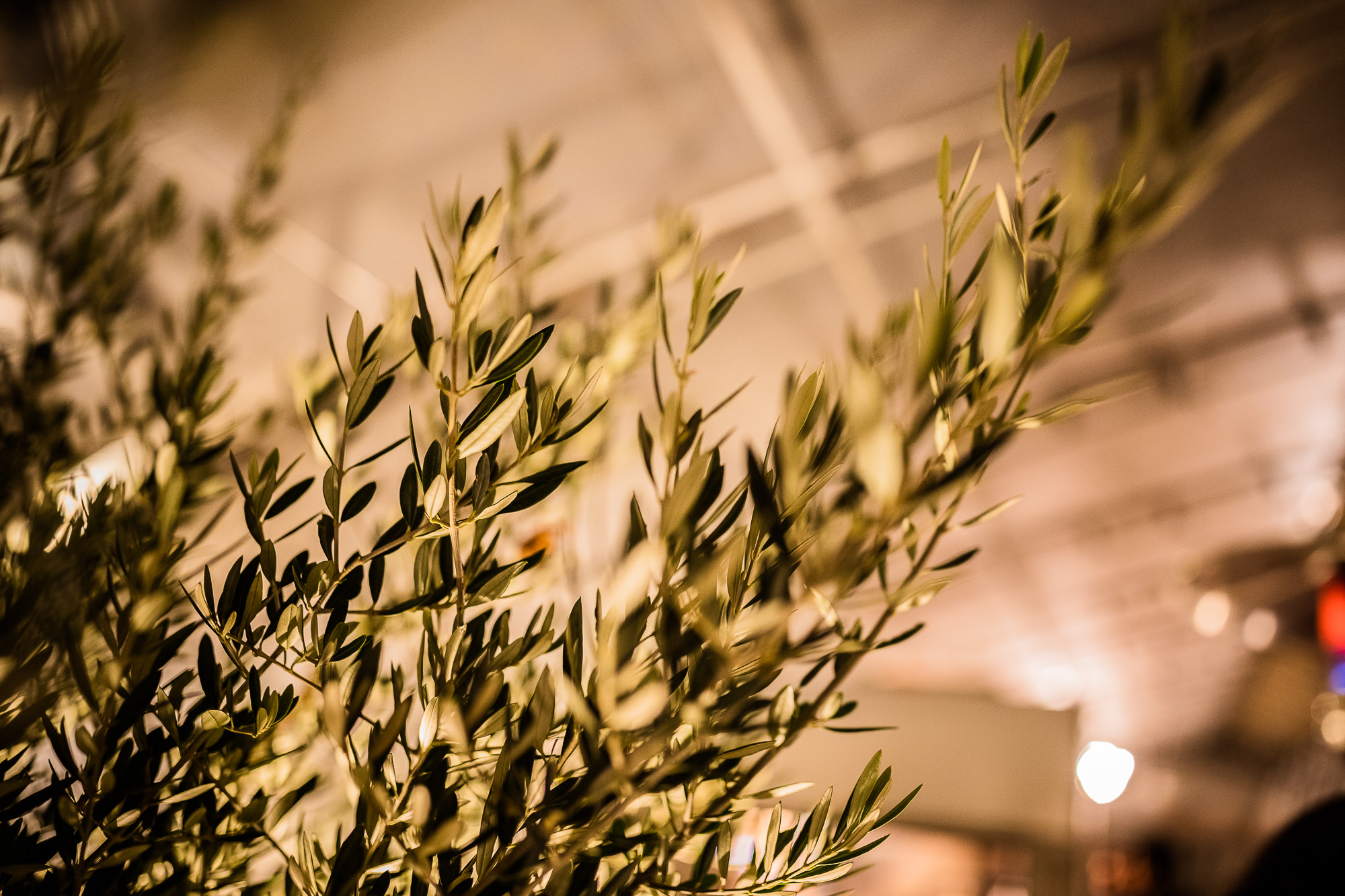 Export x3 1DX24964 CR2