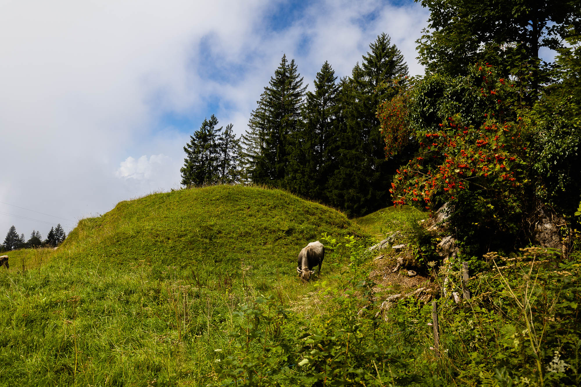 Export x3 R3  2838 Acceped