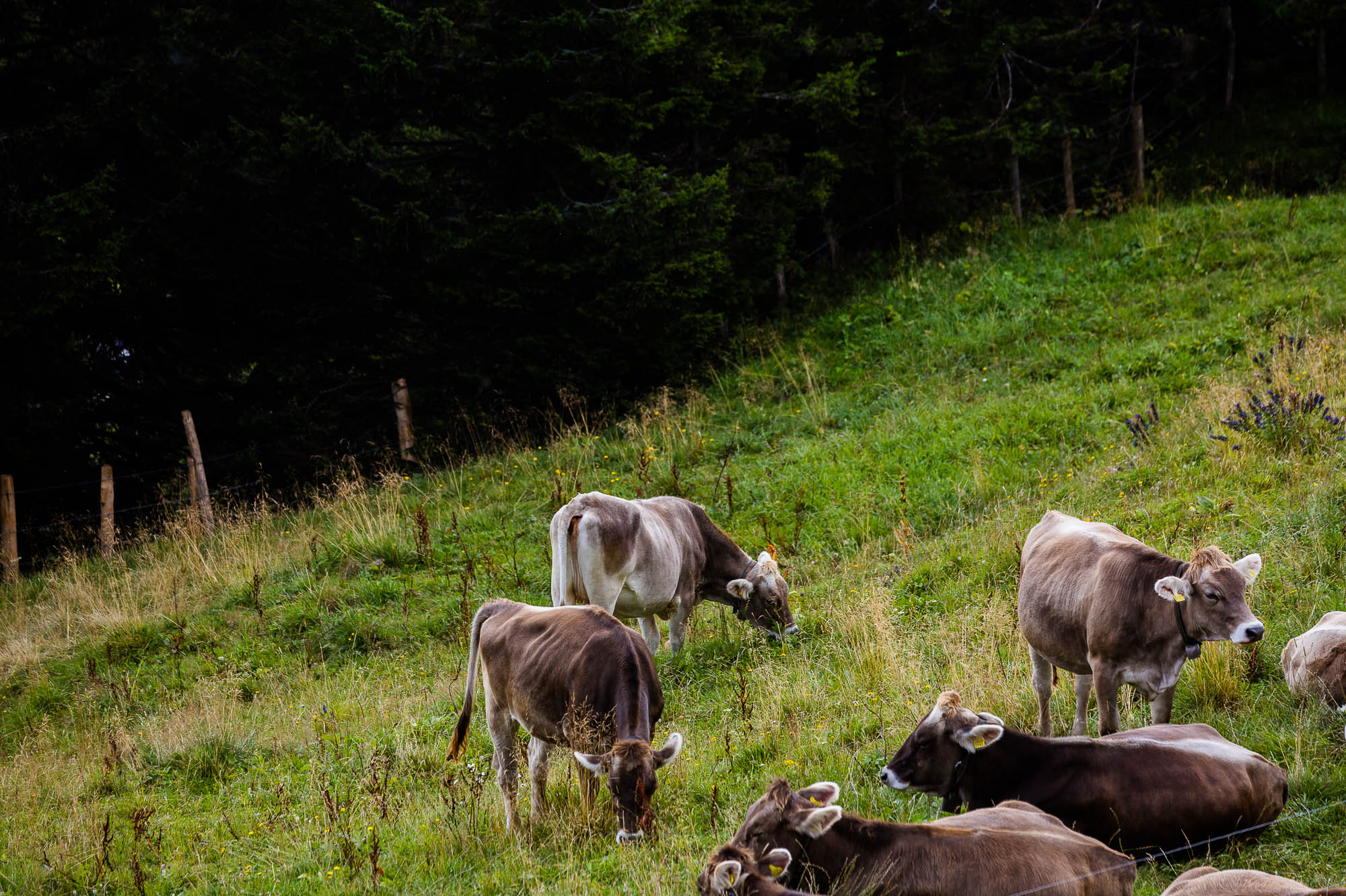 Export x3 R3  2950 Acceped