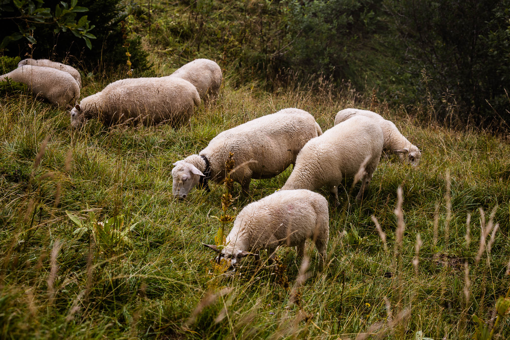 Export x3 R3  2954 Acceped