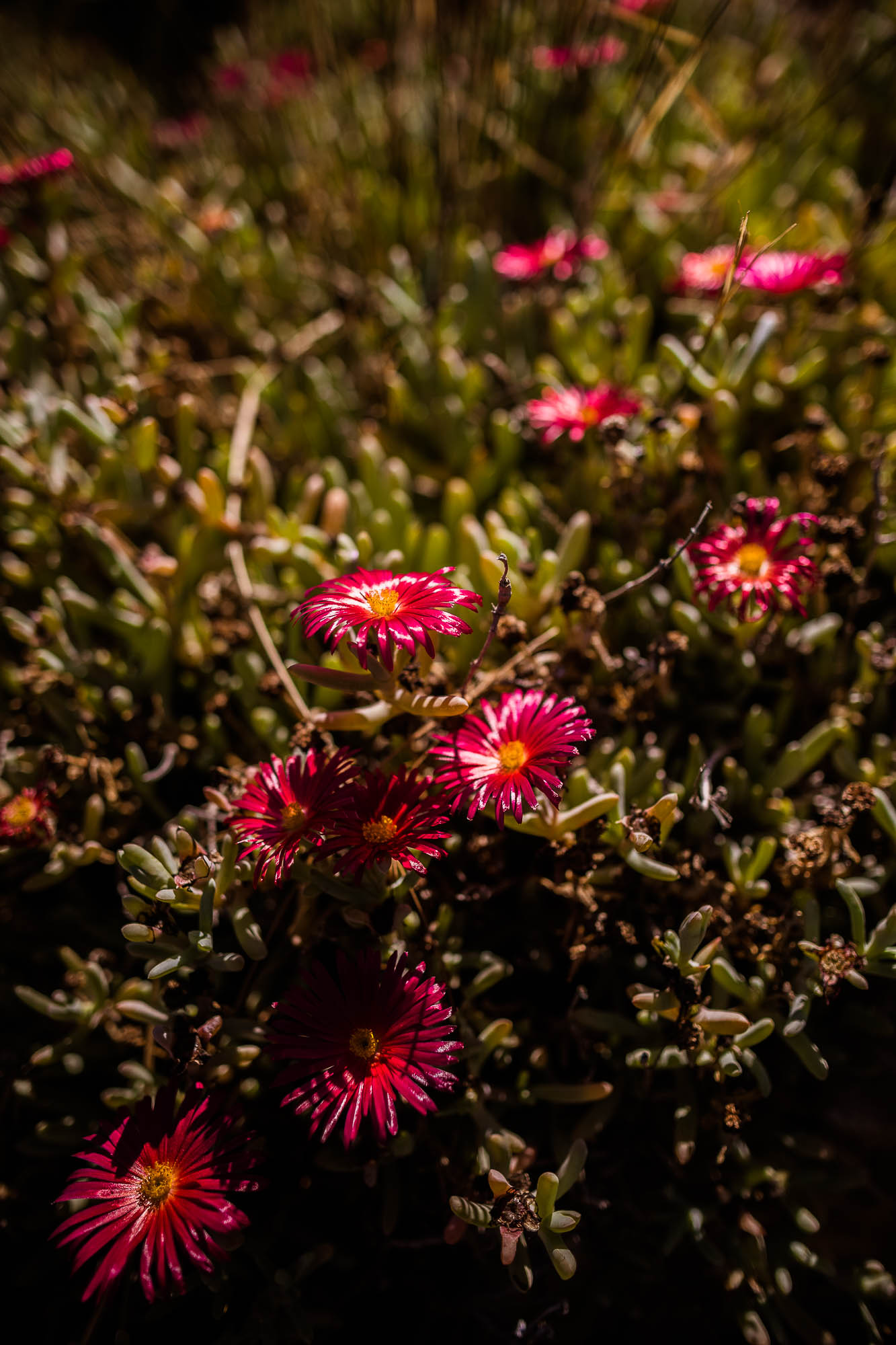 Export x3 1DX22612 Reportage