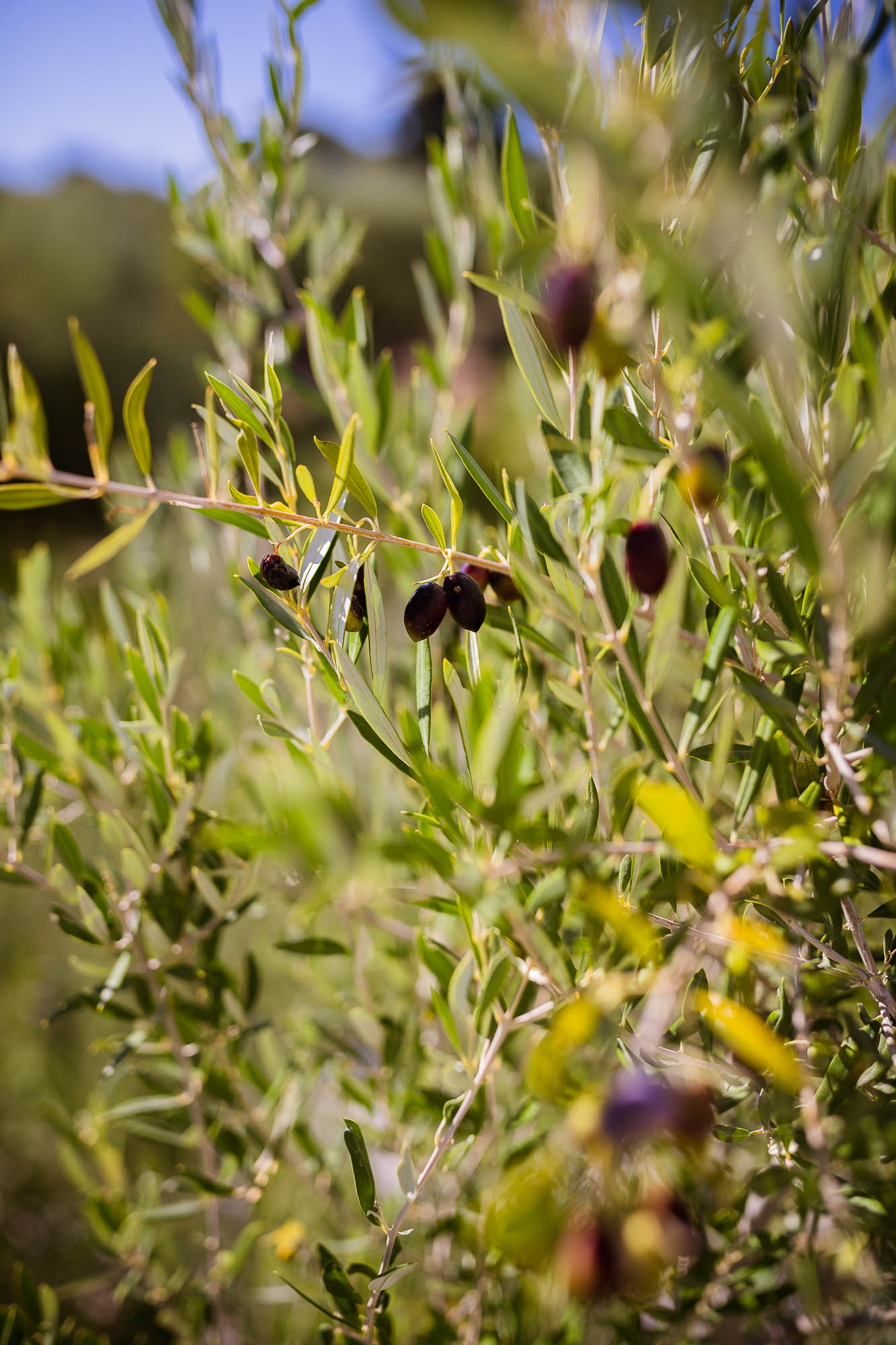 Export x3 1DX22666 Reportage