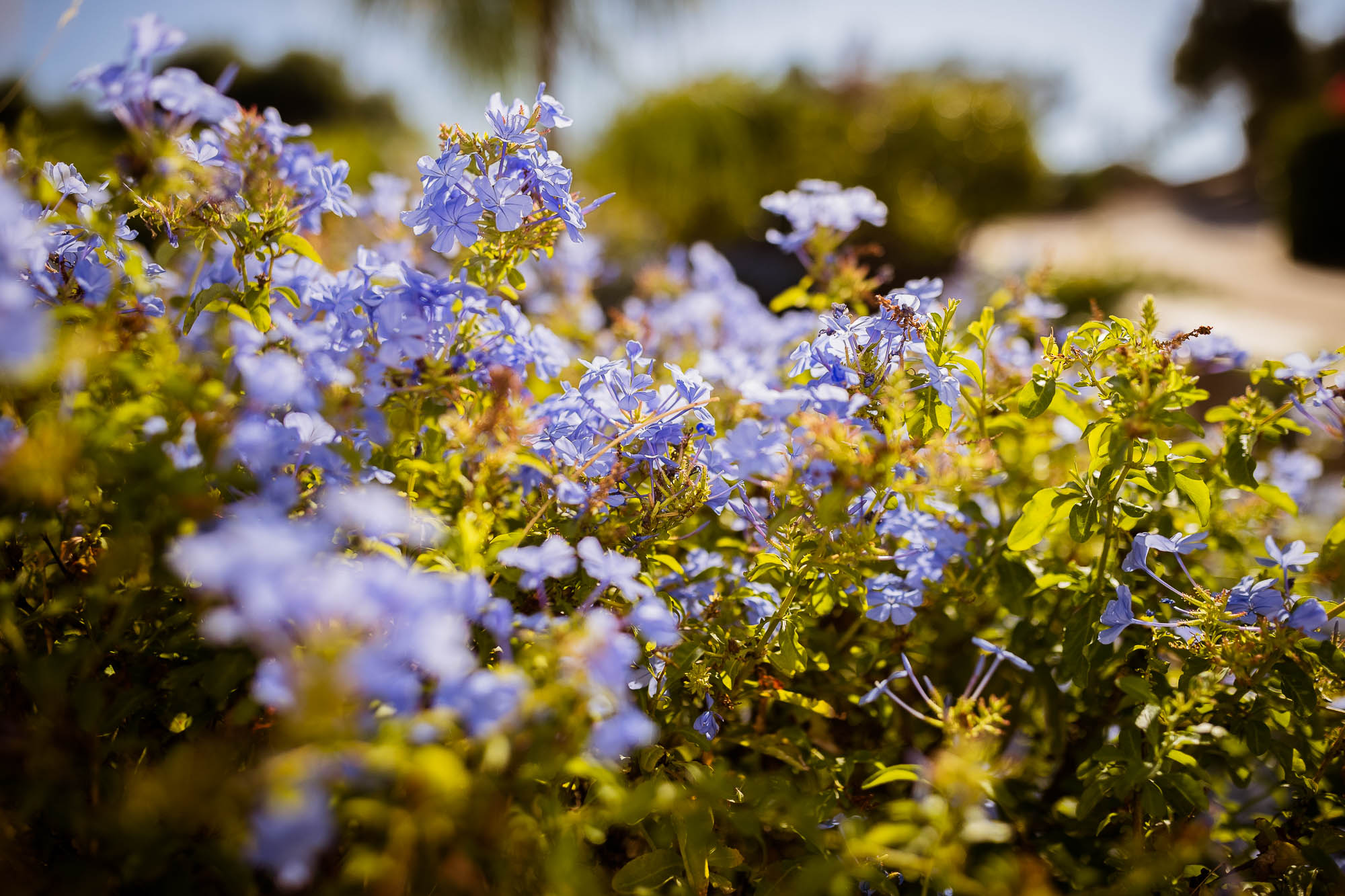 Export x3 1DX22705 Reportage