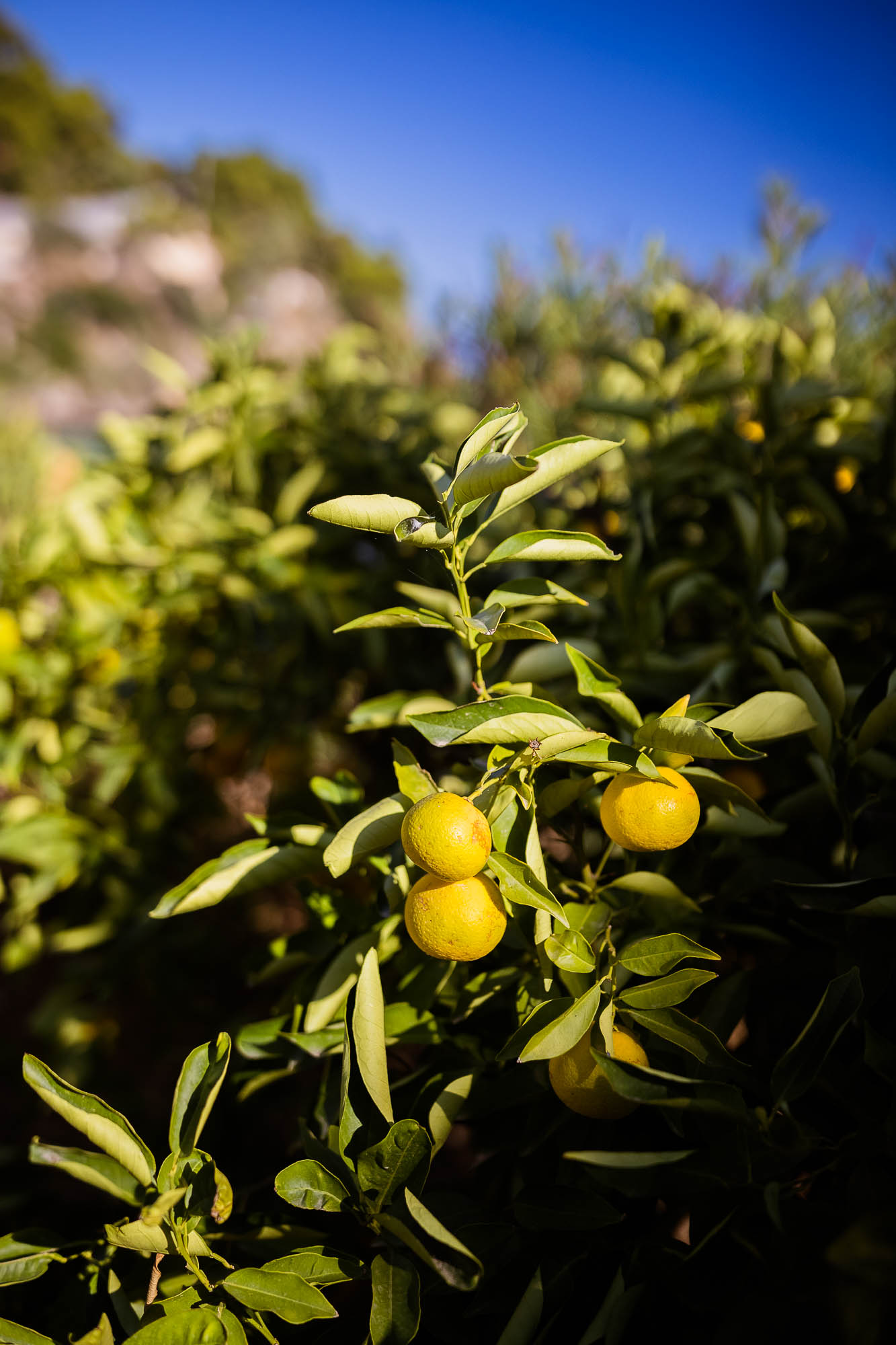 Export x3 1DX22707 Reportage