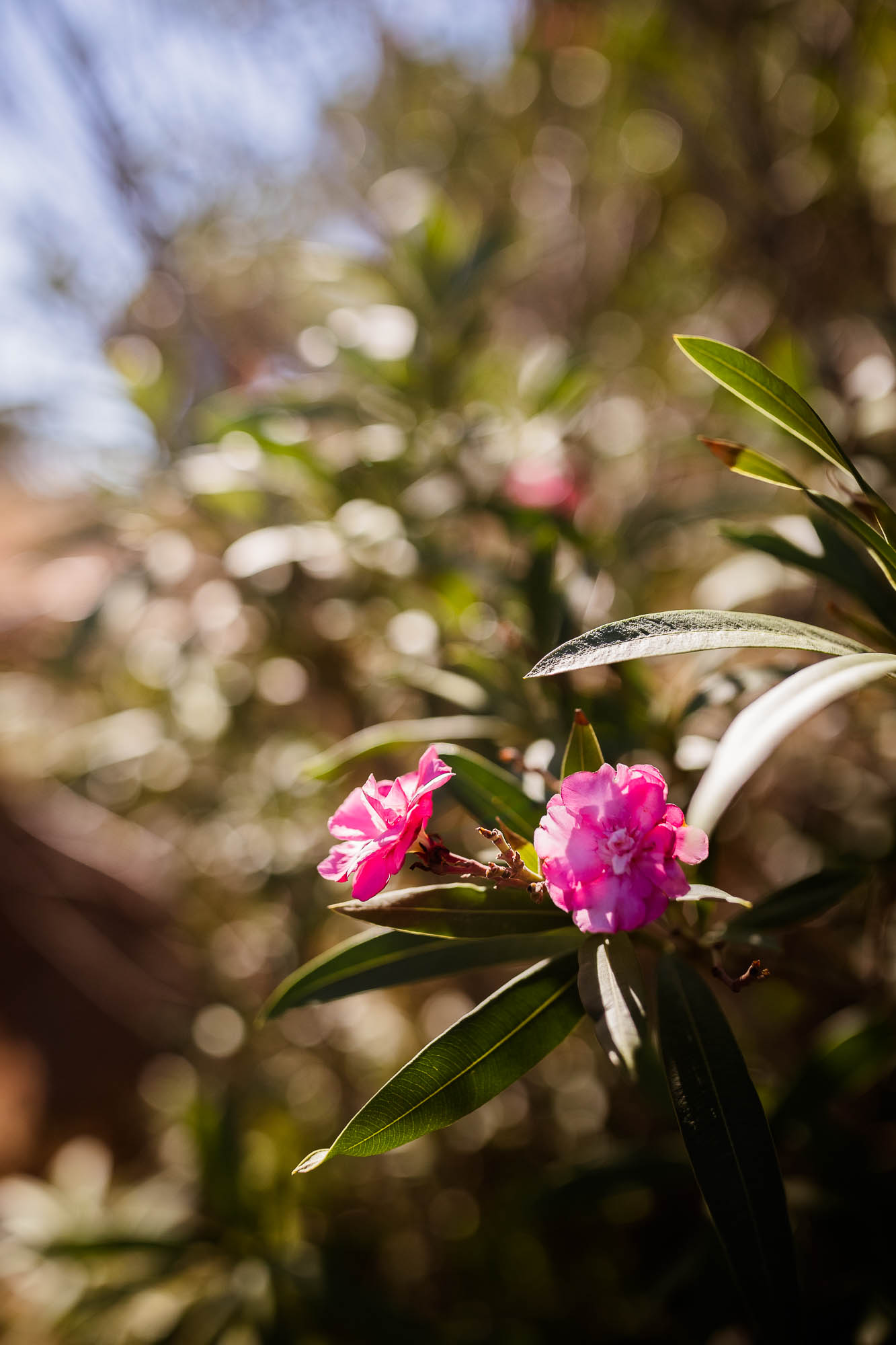 Export x3 1DX22711 Reportage