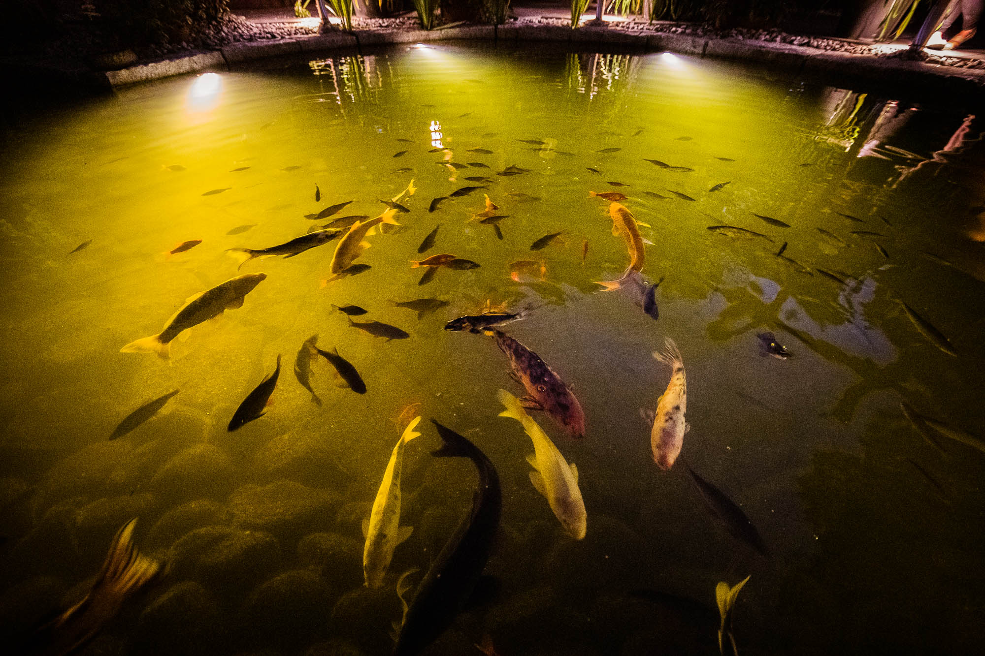 Export x3 1DX20355 Party