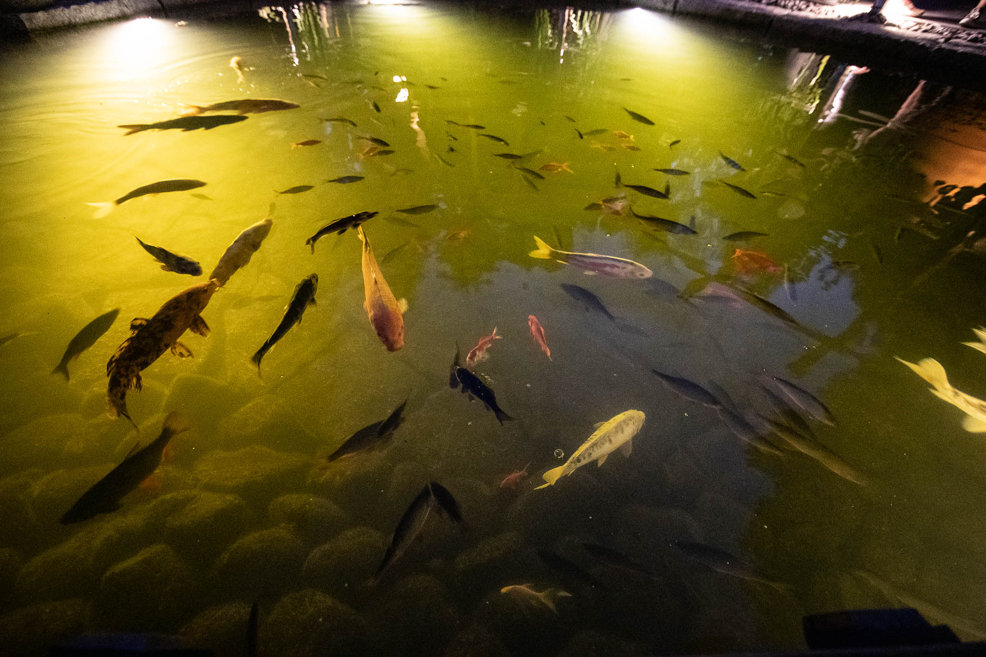 Export x3 1DX20357 Party