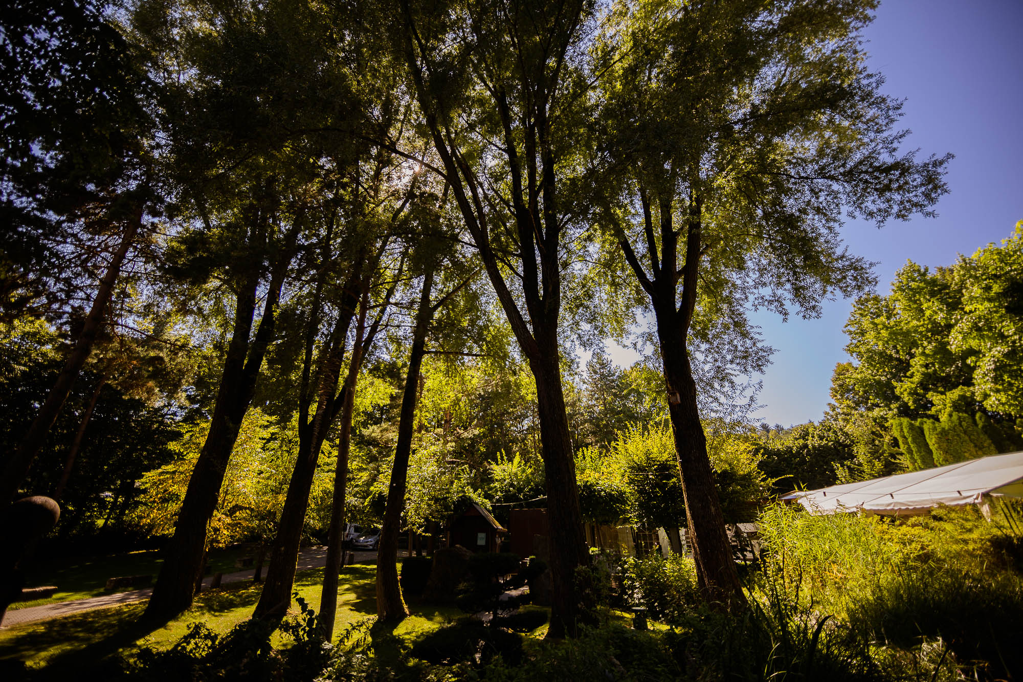 Export x3 5D4 2371 Party