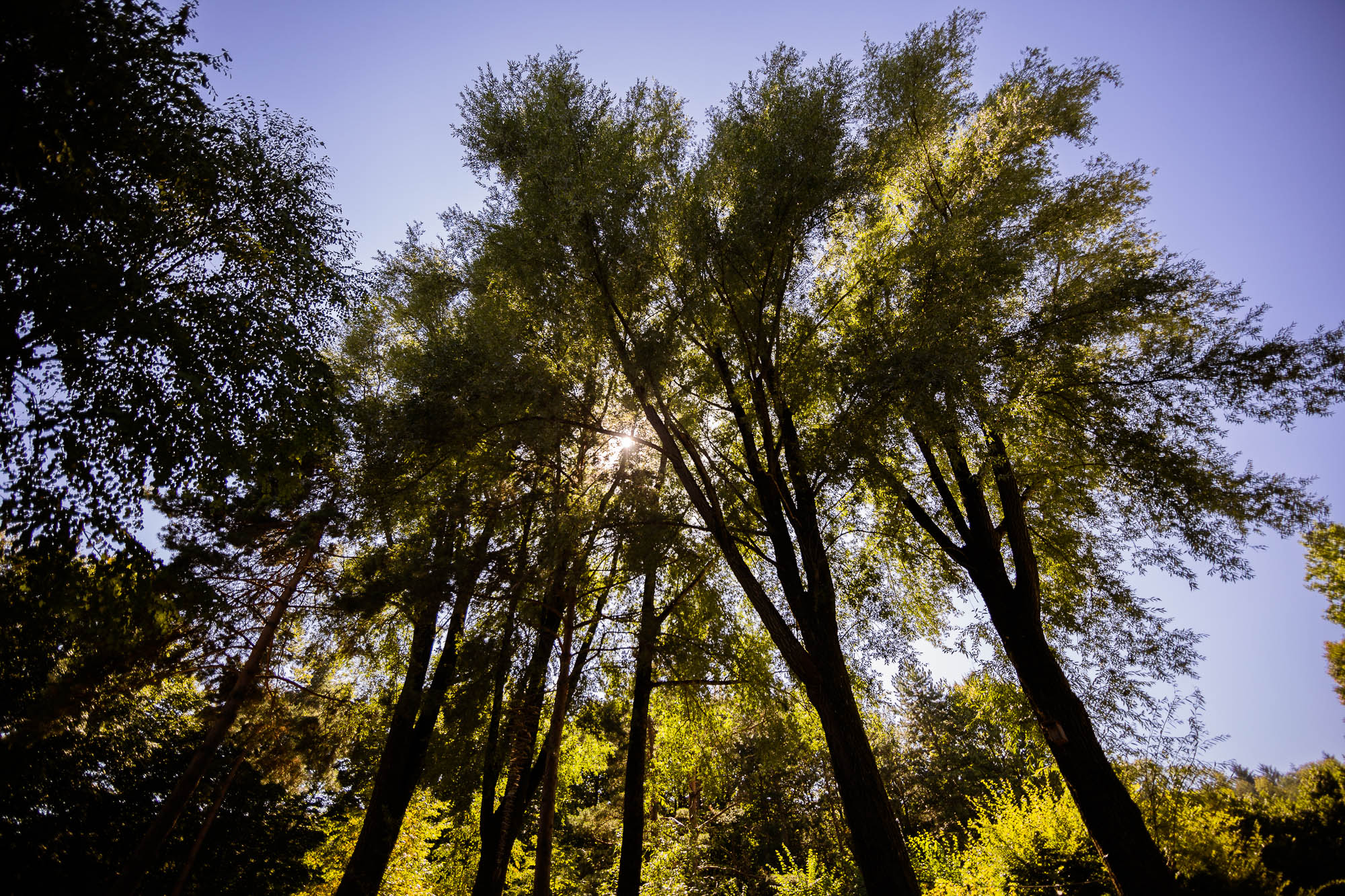 Export x3 5D4 2372 Party