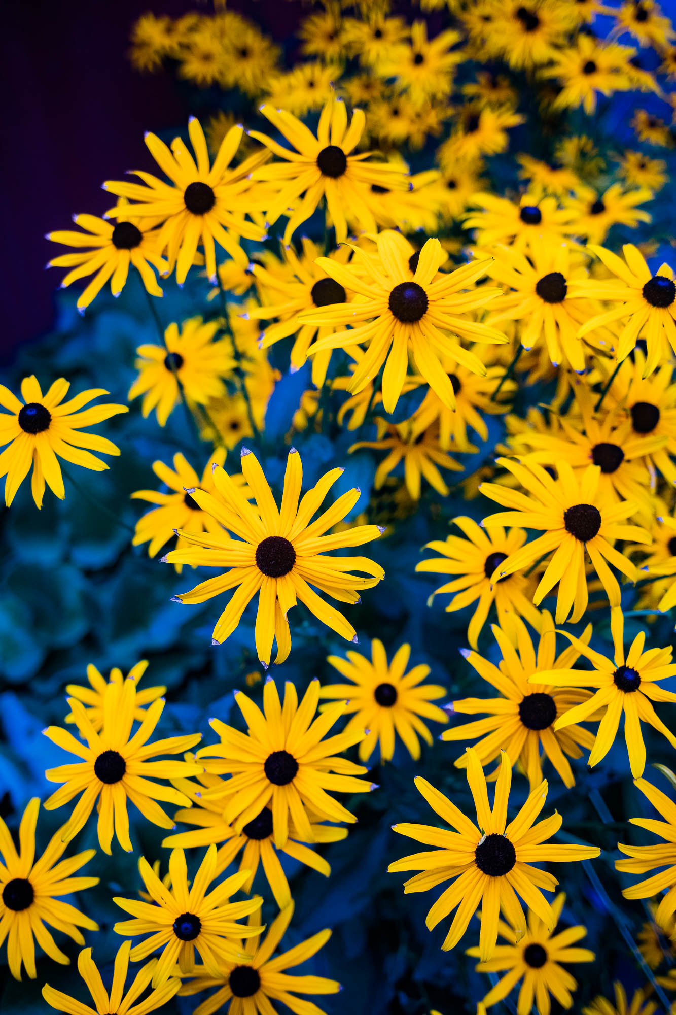 Export x3 5D4 2919 Party