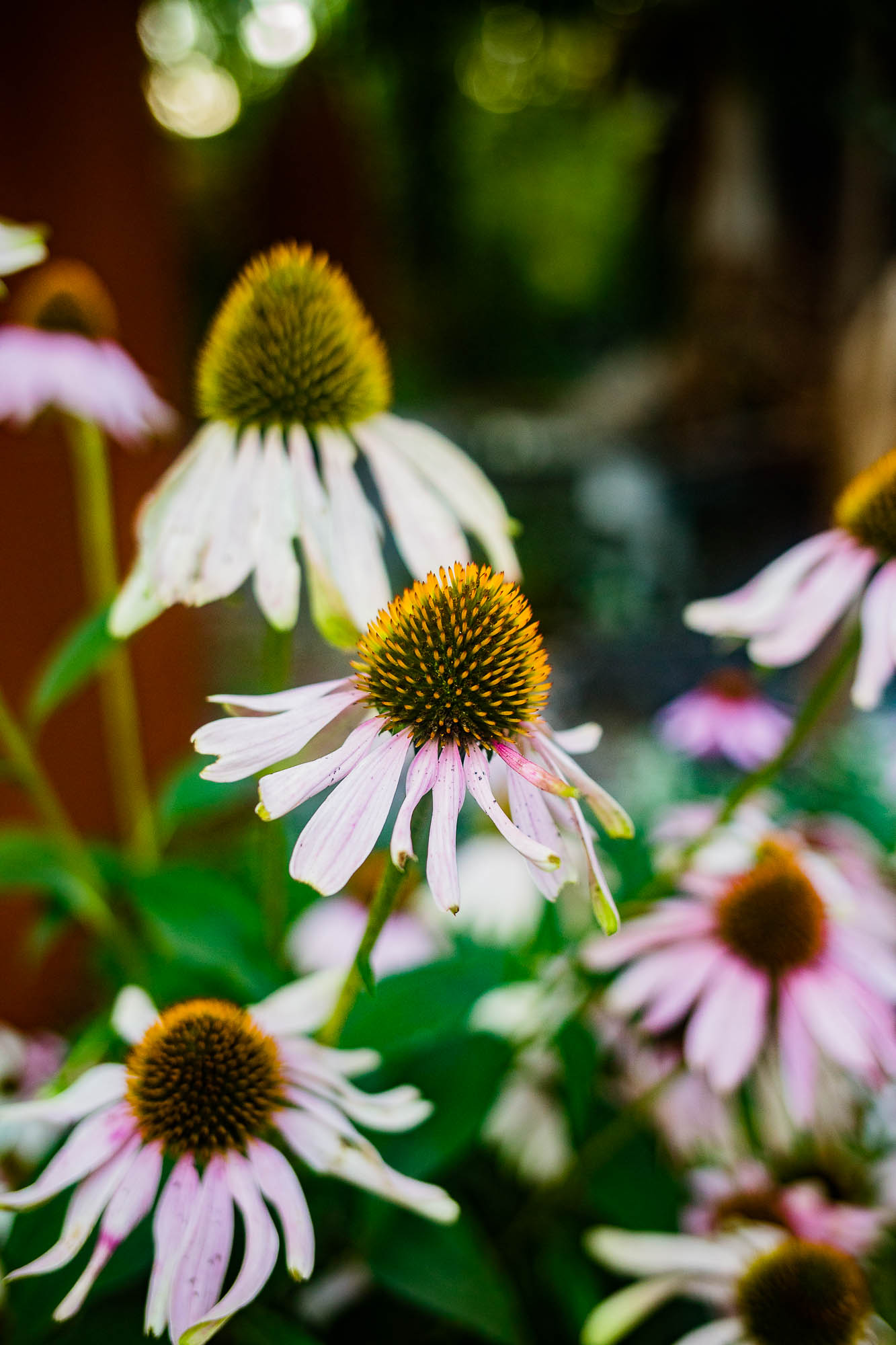 Export x3 5D4 2921 Party