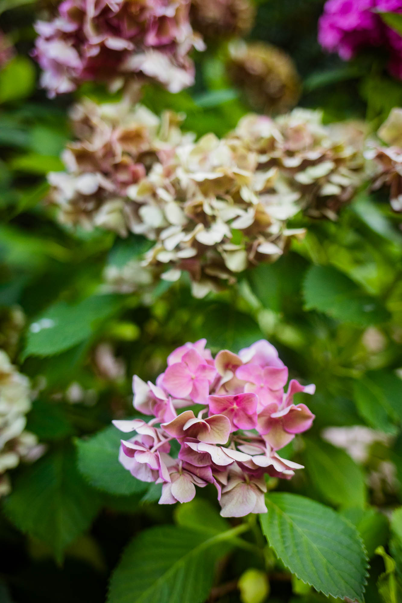 Export x3 5D4 2924 Party