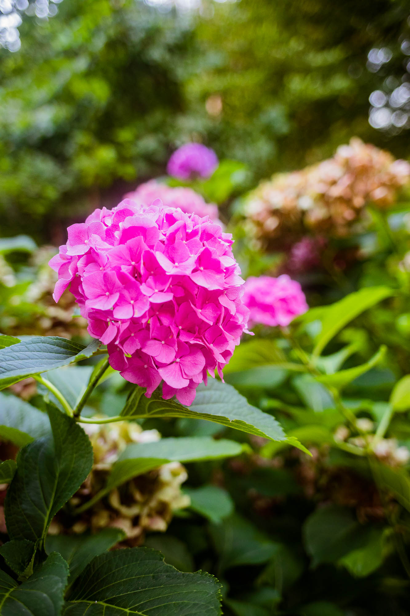 Export x3 5D4 2925 Party